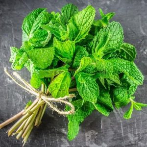 خرید عمده نعنا از بازرگانی انیسون