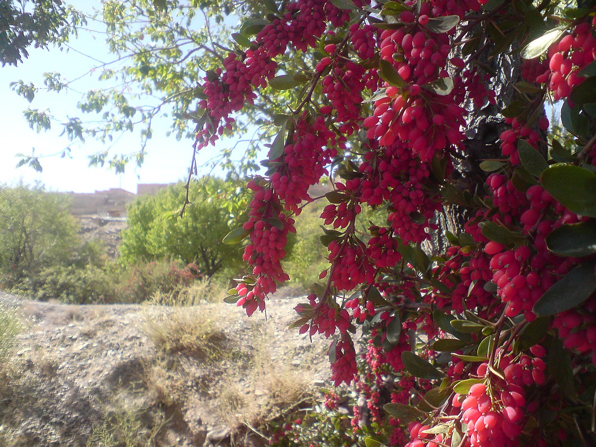 قیمت عمدۀ زرشک