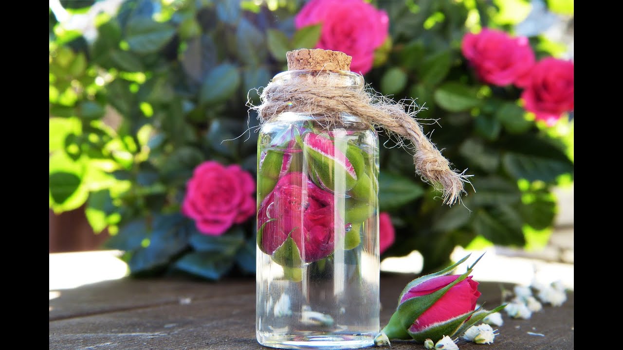 گلاب گل محمدی با شفافیت بالا، عطر طبیعی و کیفیت ممتاز